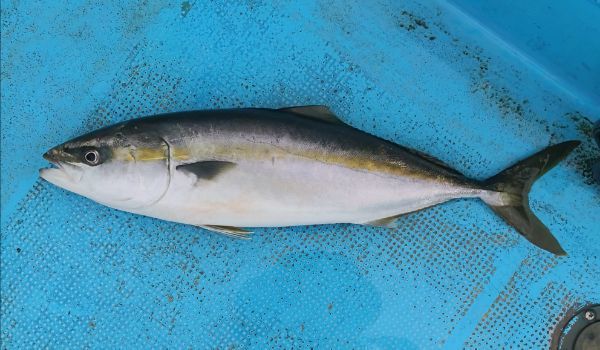 釣り 気ままに釣り気分