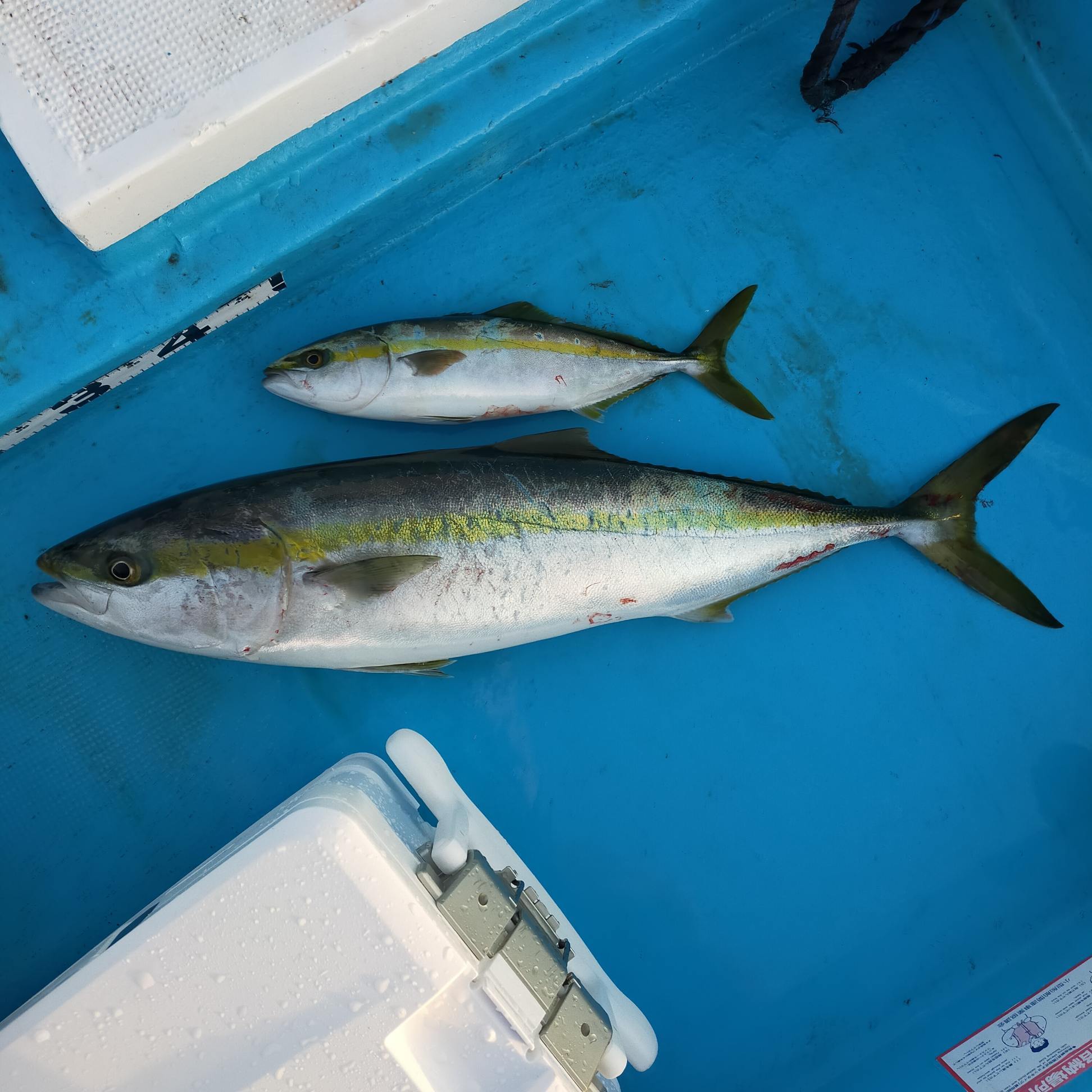 釣り 気ままに釣り気分